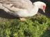 6 Muscovy hatching eggs