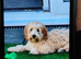 male cockapoo