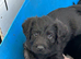 Labraguese Puppies for sale