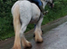 Chunky 13hh 6yo gelding