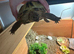 Horfield Russian tortoise