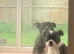Chunky staffie pups