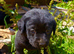 Labrador retrever puppies