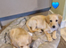 Labrador cross puppies for sale