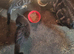 2 kitten for sale