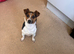 jack russel Girl
