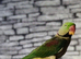 Aleksandrine talking parrot with cage