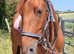 Smart 15.2hh/15.3hh 3yo Gelding, Registered Part Bred Appaloosa &ndash; Perfect Project