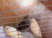 2 canary hens
