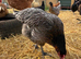 Sexed POL chickens 16-19 weeks old