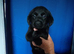 3 Labrador puppys