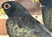 Proven pair bronze winged pionus