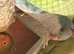 Male blue quaker parrot