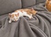 Ginger/ White kittens looking for new homes