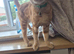 Ginger male cat