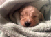 Cavapoo Puppies for sale