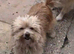 Lhaso apso x pomeranian