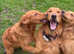 Proven golden retriever fox red KC reg stud available