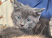 Beautiful British shorthair cross kittens for sale