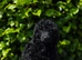 Kc registered toy poodle