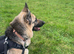 German Shepard