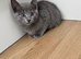 British shorthair kittens