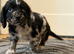 Cocker spaniel puppy's