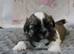KC reg CUTE SHIH TZU BOY PUPPIES