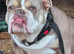 Tri coloured bulldog
