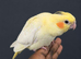 Baby handreared 8 week old cocaktiel