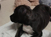 Georgous puppies