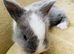 Adorable Lionhead / Lop  Baby Bunnies 4 Available
