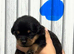 Rottweiler puppies