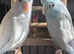 Derbyshire parrot sanctuary