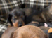 Mini dachshund male