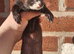 Standard ferret kits for sale.