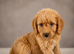 Labradoodle pups ready to go
