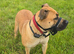 Boerboel Female for rehoming 21 months
