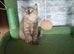 Cinnamon tortie bsh girl