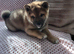 .japan shiba inu