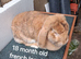 Pure French lop adult rabbits for sale