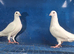 Young white Buscheart pair