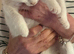 Ragdoll x Ragdoll bsh white kitties READY NOW