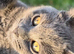 British Blue kittens