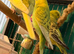 young budgies available pied green male & female