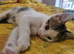 Gorgeous kittens for rehoming