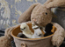 Pullets available