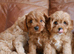 Stunning Health Tested F1 Toy Cavapoo Puppies