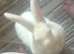 White rabbit REW Doe