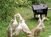 Ducks x 7
